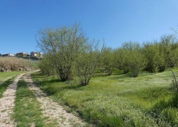 Terreno - Terreno agricolo via Fontanassa, Roddi - foto 1