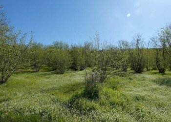 Terreno - Terreno agricolo via Fontanassa, Roddi - foto 2