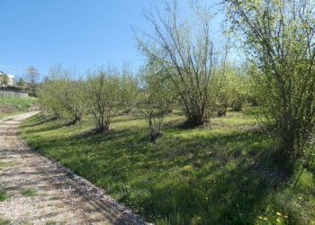 Terreno - Terreno agricolo via Fontanassa, Roddi - foto 3