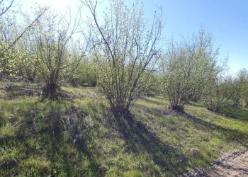 Terreno - Terreno agricolo via Fontanassa, Roddi - foto 4