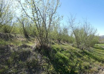 Terreno - Terreno agricolo via Fontanassa, Roddi - foto 5