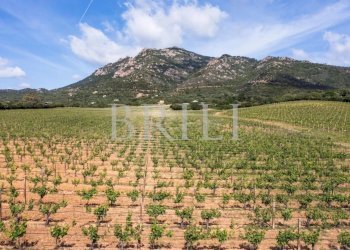 Villa Via della Cantoniera Putzolu, Olbia - foto 4