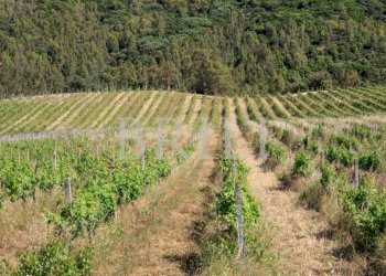 Villa Cala Sarraina, Trinità d'Agultu e Vignola - photo 14