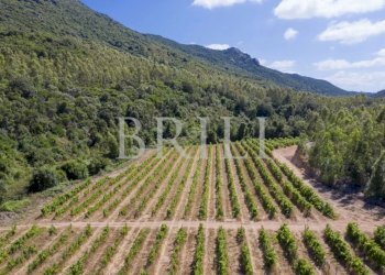 Villa Cala Sarraina, Trinità d'Agultu e Vignola - photo 15