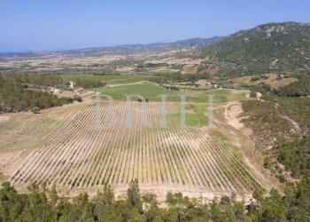 Villa Cala Sarraina, Trinità d'Agultu e Vignola - photo 17