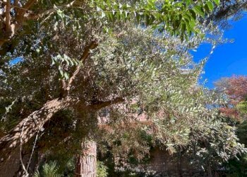 Appartamento Genova (zona Albaro) - foto 22