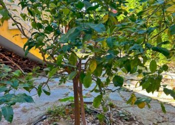 Apartment Genova (neighborhood Albaro) - photo 25