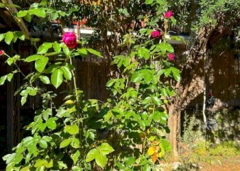 Appartamento Genova (zona Albaro) - foto 26