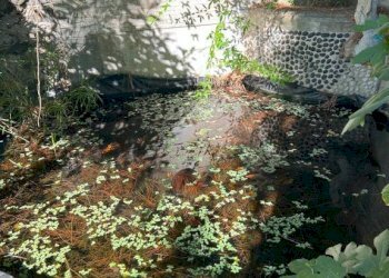 Appartamento Genova (zona Albaro) - foto 33