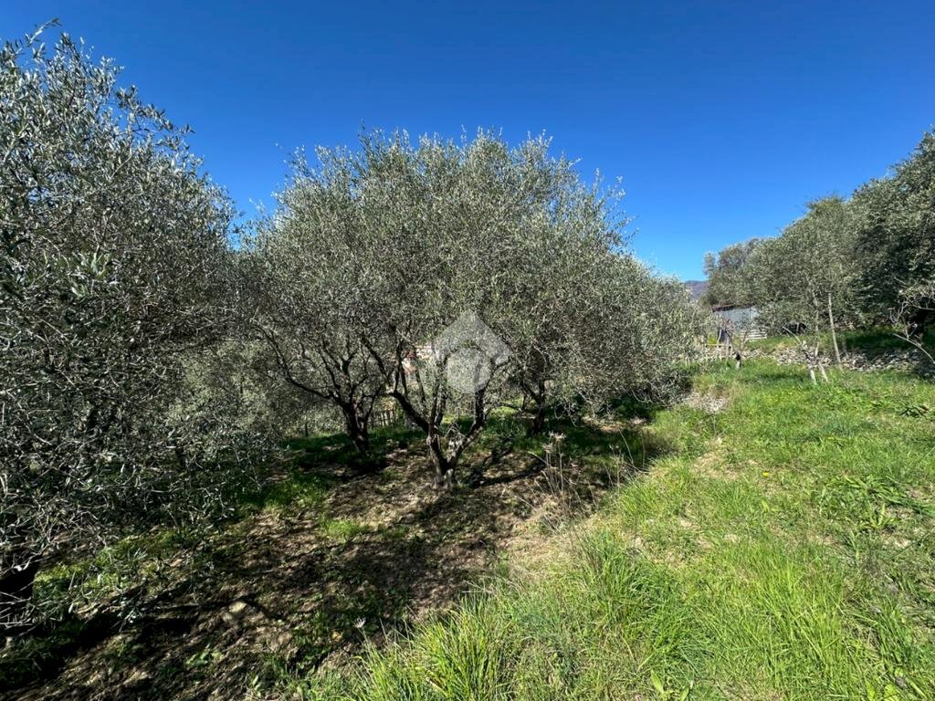 Terreno agricolo Via del cimitero, Calice Ligure - foto 3