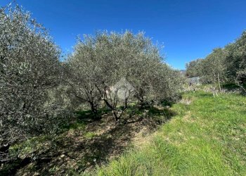 Terreno agricolo Via del cimitero, Calice Ligure - foto 3