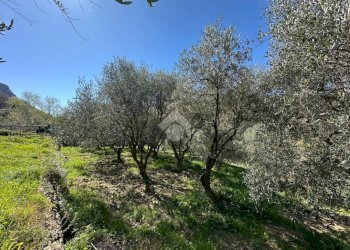 Terreno agricolo Via del cimitero, Calice Ligure - foto 5