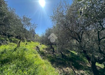 Terreno agricolo Via del cimitero, Calice Ligure - foto 7