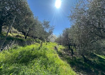 Terreno agricolo Via del cimitero, Calice Ligure - foto 8