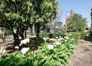 Giardino - Terraced Villa Via Conte Girolamo Giusso
19, Bari - photo 40