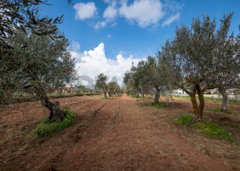 Giardino - Casa indipendente Contrada Commenda/Villaggio Corvacchio
 
snc, Caltagirone - foto 33