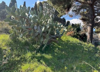 Giardino - Agricultural land Via Lecce Faro Superiore
snc, Messina - photo 3