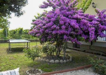 Giardino - Casa indipendente Via Cesare Licini
 
105, Ortona - foto 54