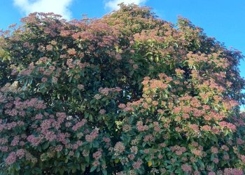 Vista delle montagne - Casa indipendente Via Cesare Licini
 
105, Ortona - foto 55