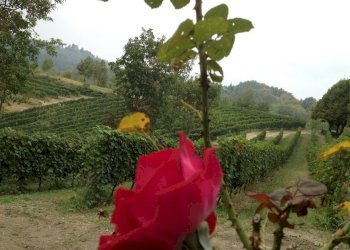 Foto 9 - Rustico Via Cocconito
 
6, Cocconato - foto 9