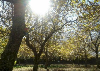 Giardino - Rustic Sc Pratolongo località Cerchiara
 
Snc, Roccamonfina - photo 63