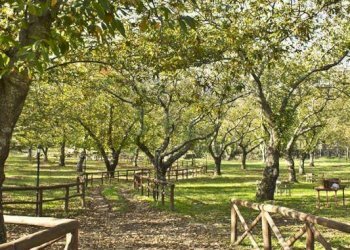 Giardino - Agriturismo Sc Pratolongo Loc. Cerchiara Grande
 
Snc, Roccamonfina - foto 17