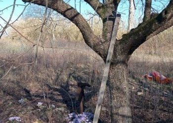 B - Terreno agricolo via Elio Vittorini, 34, Milano (zona Ponte Lambro) - foto 2