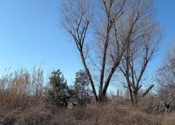 E - Terreno agricolo via Elio Vittorini, 34, Milano (zona Ponte Lambro) - foto 5