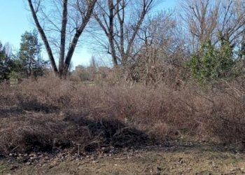 F - Terreno agricolo via Elio Vittorini, 34, Milano (zona Ponte Lambro) - foto 6