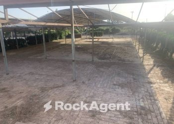 Giardino - Altro via Amedeo Molinara, Altavilla Silentina - foto 33