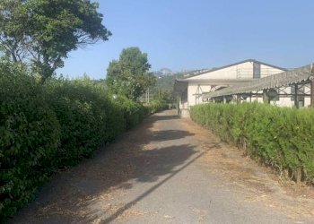 Terreno - Altro via Amedeo Molinara, Altavilla Silentina - foto 35