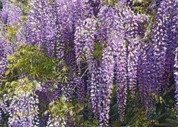 Terreno - Villa San Giovanni in Persiceto - foto 31