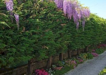 Giardino - Villa San Giovanni in Persiceto - photo 29