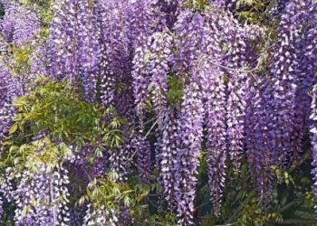 Terreno - Villa San Giovanni in Persiceto - photo 31