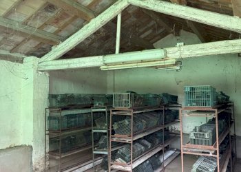 66d84682-a7e8-4ee3-b6d1-8a4690c584a4.jpg - Casale Via Rubicone Sinistra 17, Gatteo - foto 17