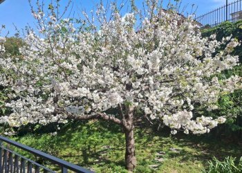 WhatsApp Image 2026-04-24 at 17.53.18.jpeg - Bilocale Via Dante Alighieri, Sanremo - foto 20