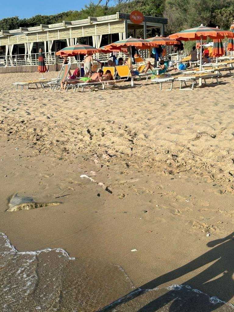 FOTO_SPIAGGIA.jpeg - Appartamento Via dei Cavalleggeri, San Vincenzo - foto 3