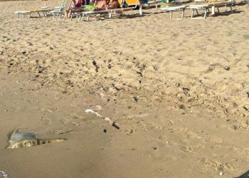 FOTO_SPIAGGIA.jpeg - Appartamento Via dei Cavalleggeri, San Vincenzo - foto 3