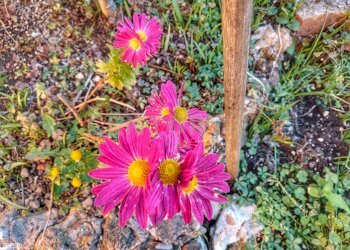 35270.jpg - Appartamento Via del Poggiolo 6, Montalcino - foto 16