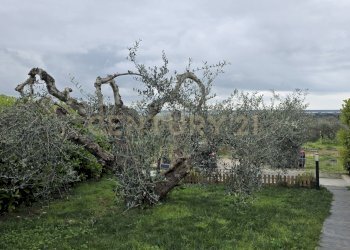 20260312_113242.jpg - Three-family Villa Via della Vigna, Castiglione della Pescaia - photo 27