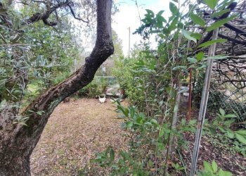 6e538987-2d36-4796-9697-379fe81b0692.jpg - Terreno agricolo Via Dello Scalo Ferroviario 12, Marcellina - foto 8