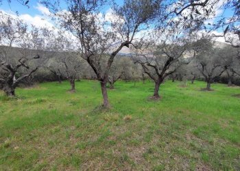 4157bc1b-15a6-491c-b319-128a607e42a4.jpg - Terreno agricolo Via Dello Scalo Ferroviario 12, Marcellina - foto 11