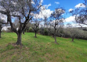 f1b64b73-3f0c-430b-8aa8-b1476c55cc9f.jpg - Terreno agricolo Via Dello Scalo Ferroviario 12, Marcellina - foto 25
