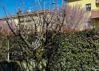 Giardino - Villa Bifamiliare Via Tazio Nuvolari, Budrio - foto 10