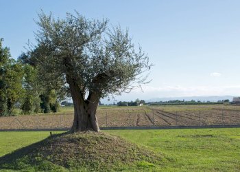 Terreno - Villa Unifamiliare Via Ragone, Ravenna - foto 52