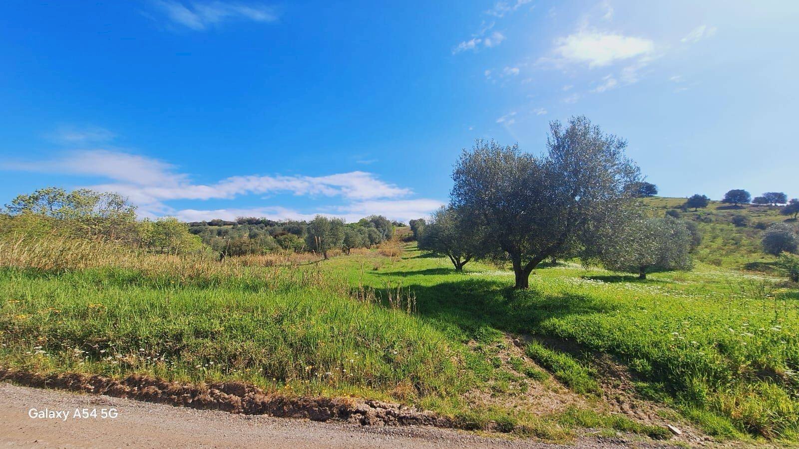 Terreno - Terreno agricolo Podere Ai della Colonna, Roccalbegna - foto 3