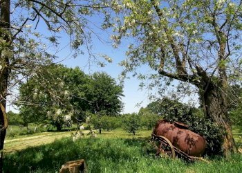 Terreno - Casale SR74, Manciano - photo 9