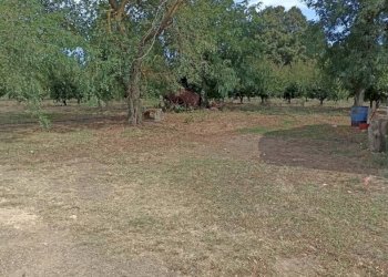Terreno - Casale SR74, Manciano - photo 19