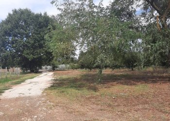 Terreno - Casale SR74, Manciano - photo 29