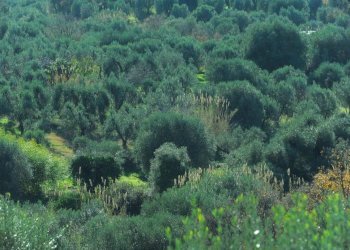 Townhouse Strada Provinciale di Fibbianello, Semproniano - photo 8